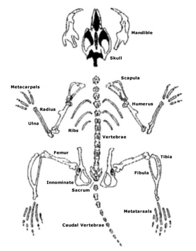 657x842 Human Skeleton Vs Rodent Skeleton Tenderness.co