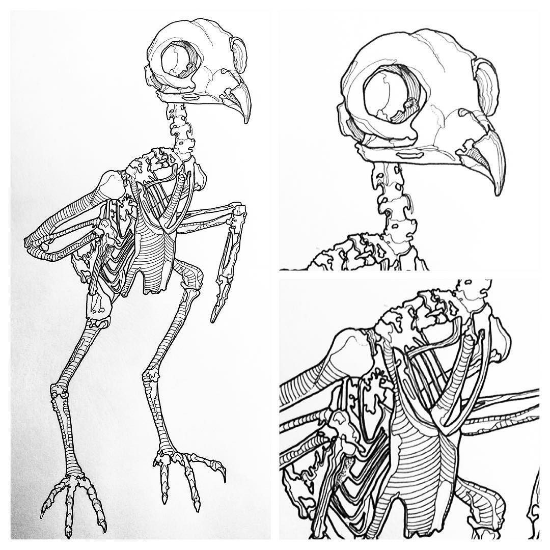 1080x1080 Andrew Mccallum Owl Details.