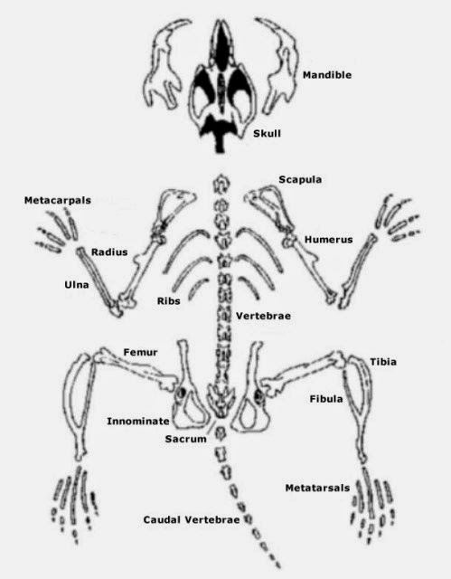 499x640 Teaching The Kid Owl Pellet Skeleton Reconstruction