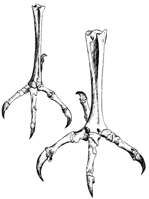 300x401 When Books Die. And Owls. I Don'T Mean Owls I Just