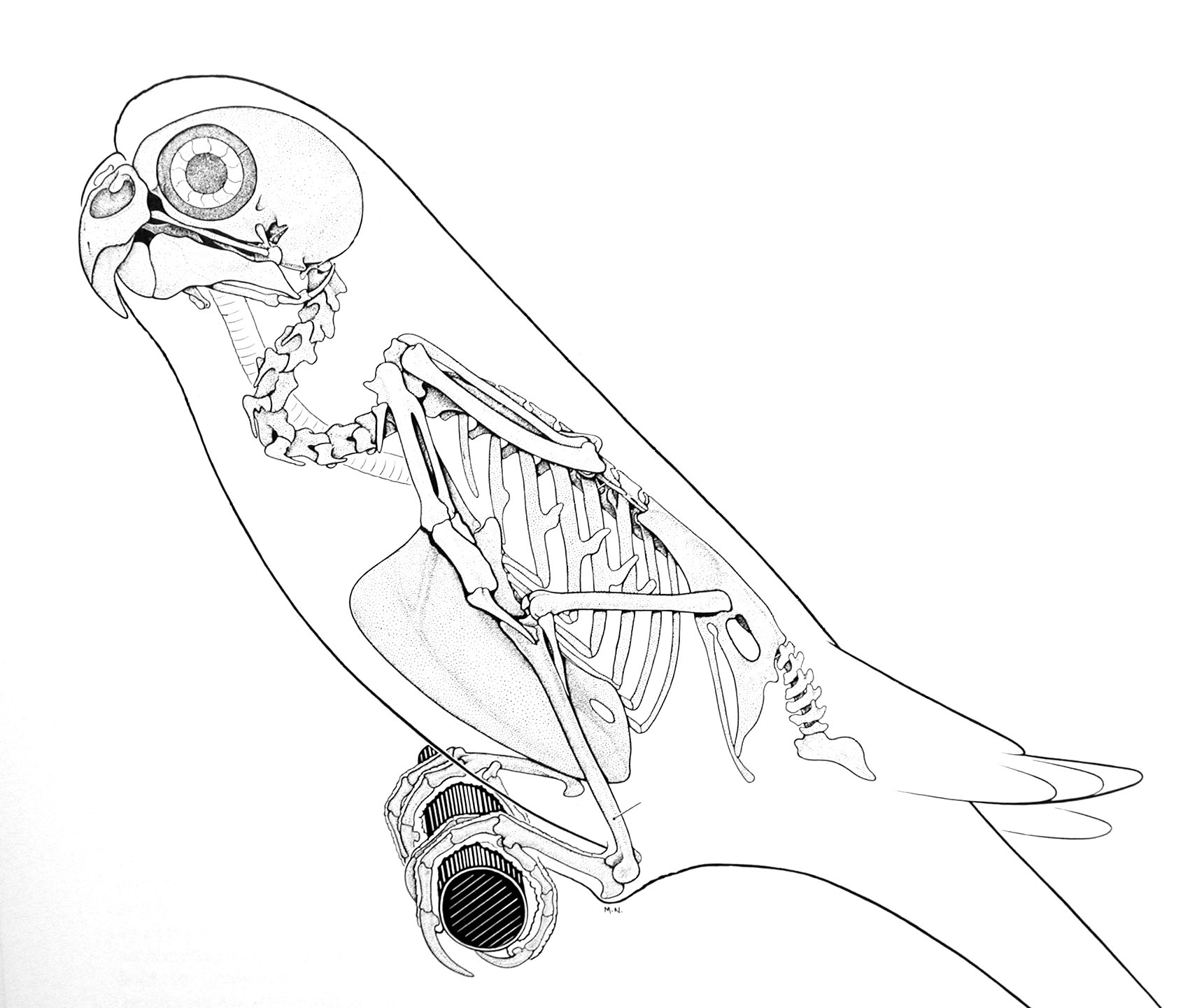 1721x1441 Animal Skeleton Images In Most Of The Smaller Birds Like This