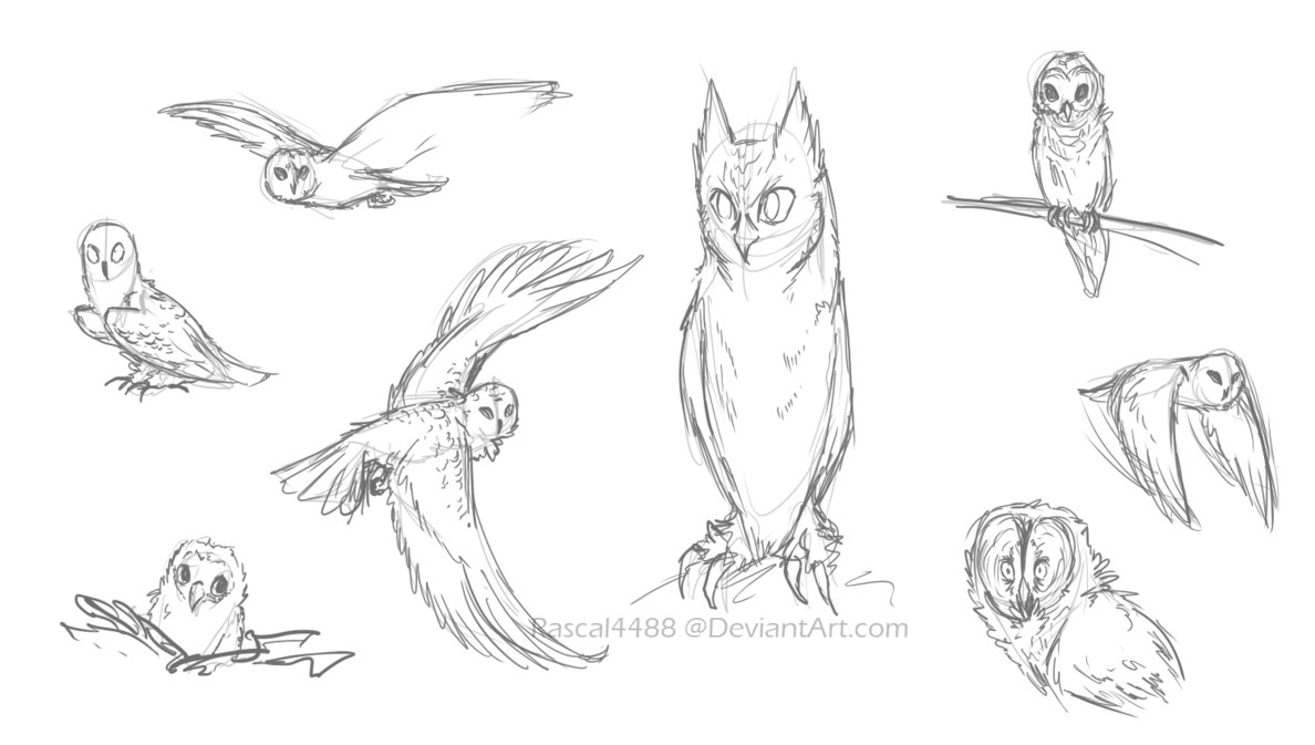 1188x673 Owl Sketches By Rascal4488