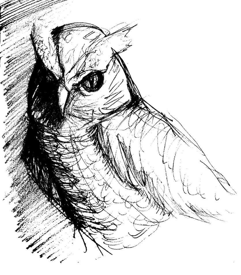 836x956 Owl Sketch By Tavanaka
