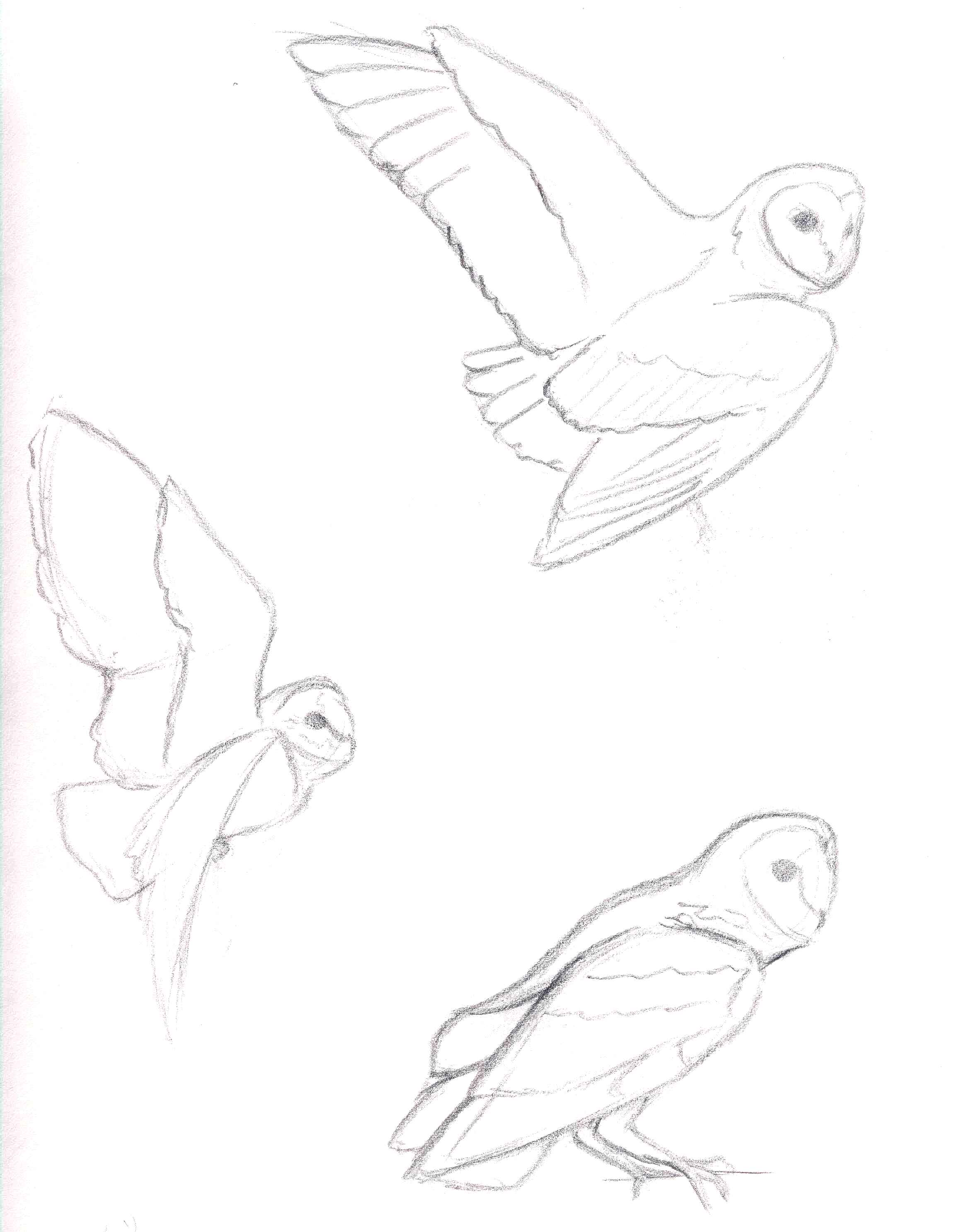 2314x2973 Owl Sketches
