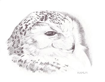 350x276 The Art Of Steve Hamlin