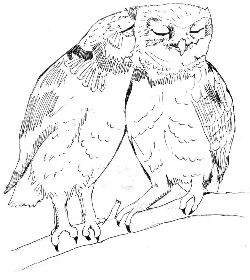 844x947 Two Owls Sketch By Greenie447
