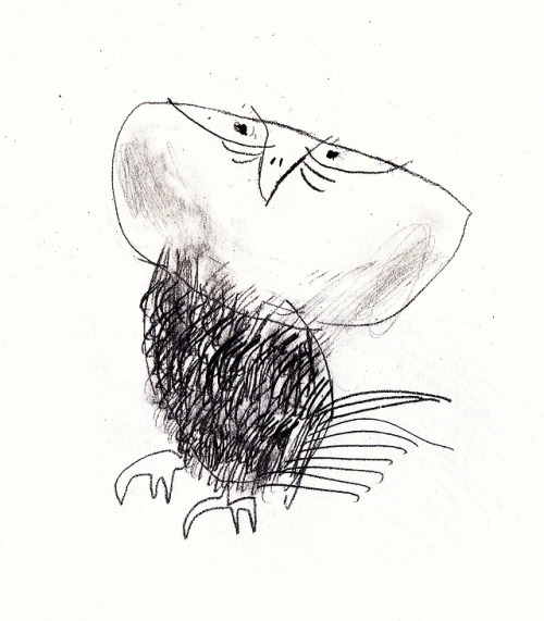 500x571 Owl Sketches Tumblr