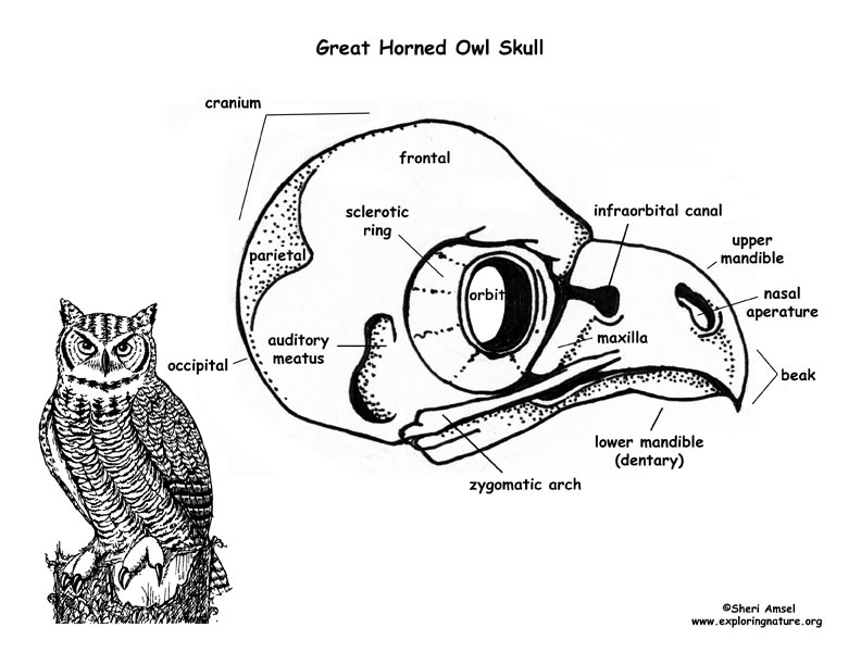 792x612 Owl (Great Horned) Skull Diagram And Labeling