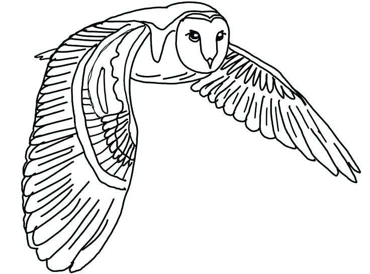 736x545 Barn Owl Coloring Page Barn Owl Coloring Page International