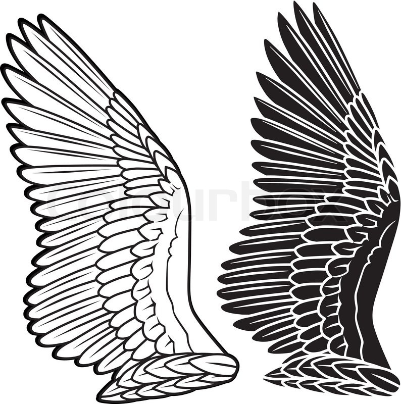 794x800 Pix For Gt Crow Wings Spread Drawing Bird Of All Kinds