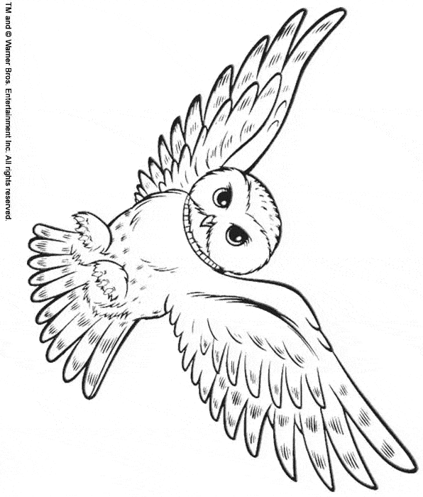 596x700 Snowy Owl Coloring Page