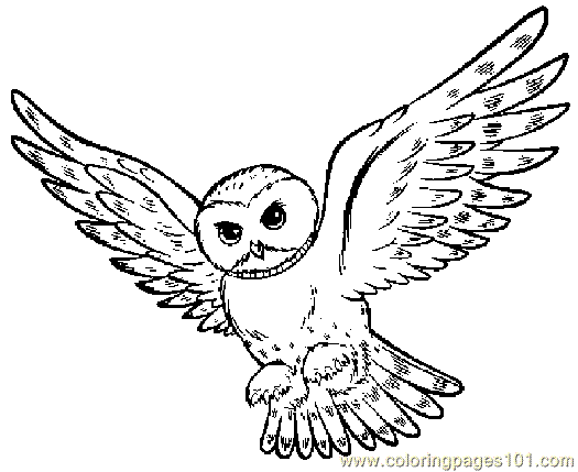 525x429 Owl Coloring Page 06 Coloring Page
