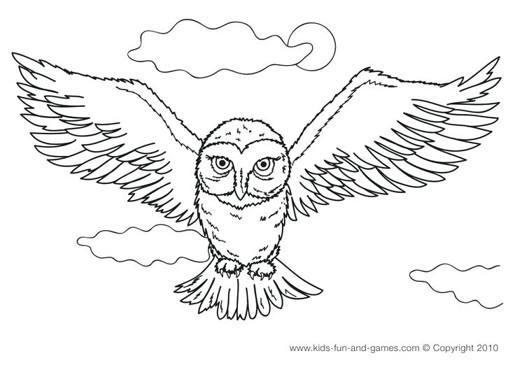 736x522 Snowy Owl Coloring Pages Printable Snowy Owl Coloring Pages Owl