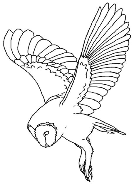 456x631 The Best Owl Pictures To Draw Ideas On Owl