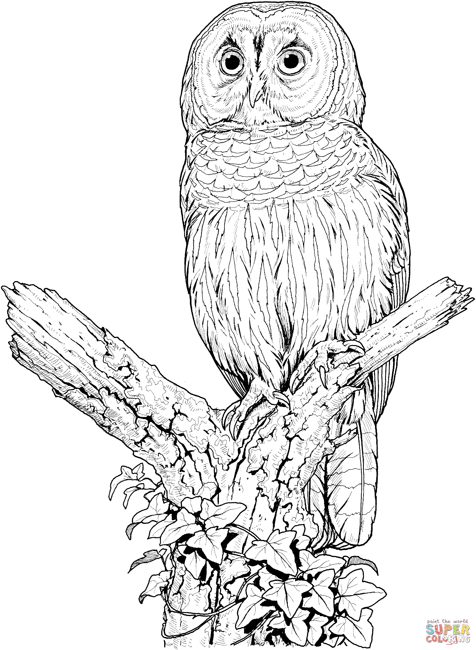 1970x2692 Barred Owl Drawing