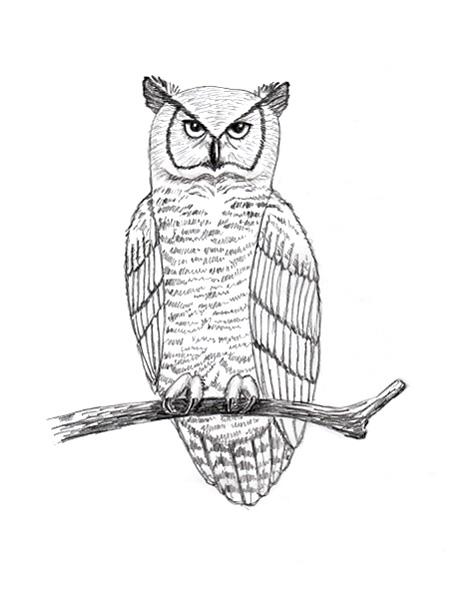 464x597 Drawn Owl Branch Drawing