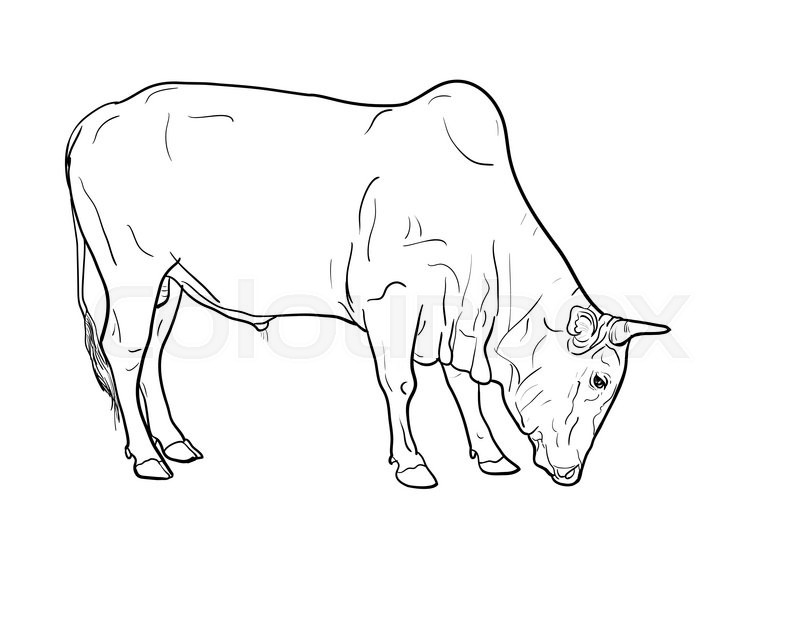 800x640 Drawing Of Ox Isolated On White Background Stock Vector Colourbox