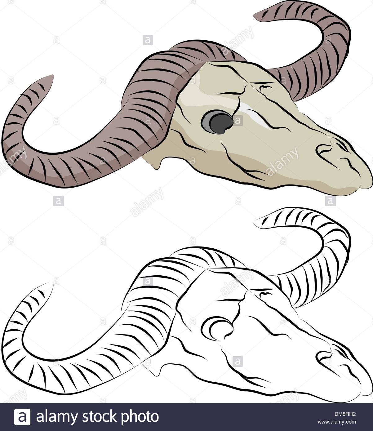 1203x1390 Ox Skull Line Drawing Stock Vector Art Amp Illustration, Vector