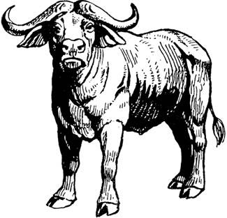 325x313 World Tourism Ox