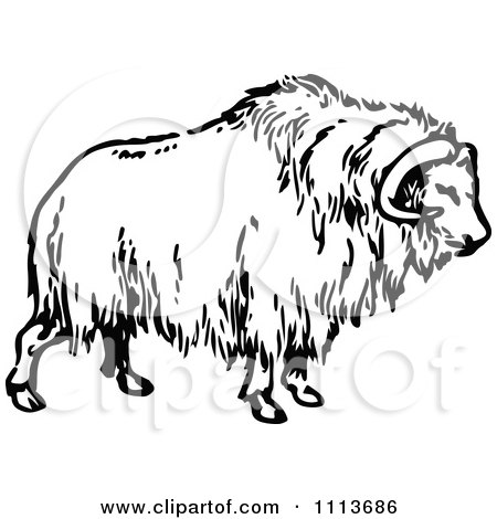 450x470 Clipart Vintage Black And White Musk Ox