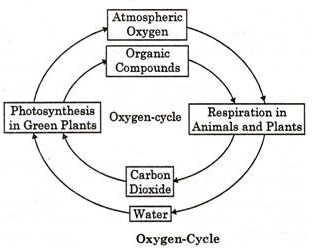 313x248 4 Common Biogeochemical Cycles (Explained With Diagram)