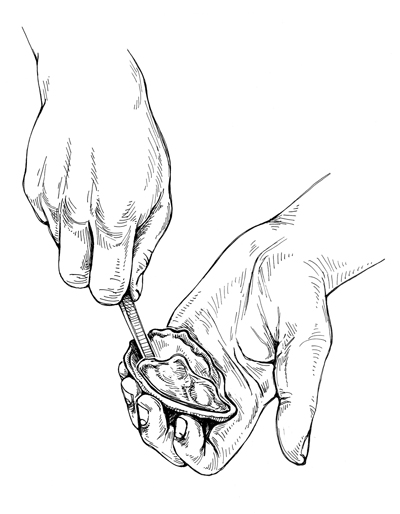 400x514 Loftin Oysters