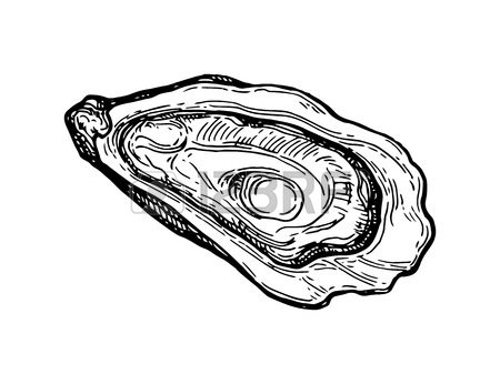 450x346 Oyster Ink Sketch. Royalty Free Cliparts, Vectors, And Stock