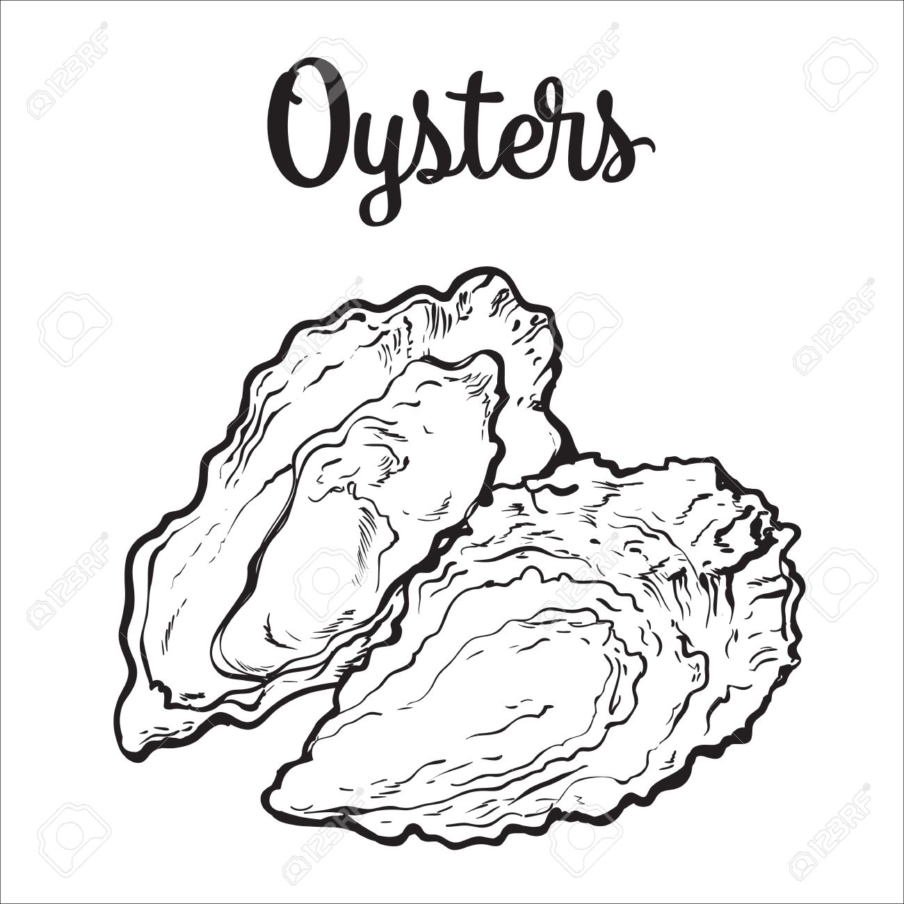 1300x1300 Fresh Oyster, Sketch Style Vector Illustration Isolated On White
