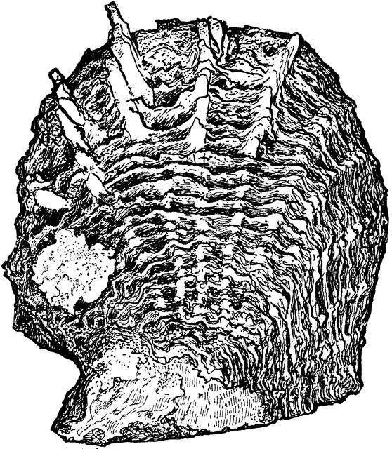 558x640 Oyster Shell Clipart Etc