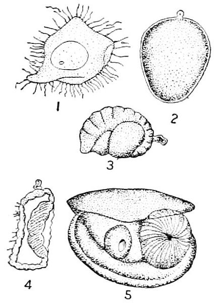 424x600 Filenie 1905 Oyster