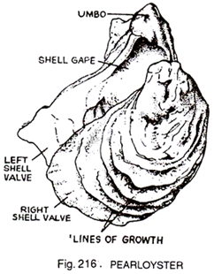 242x310 Structure Of Pearl Oysters (Ostrea) With Diagram Zoology