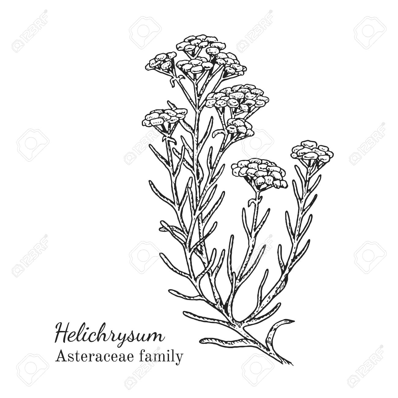 1300x1300 Ink Helichrysum Herbal Illustration. Hand Drawn Botanical Sketch