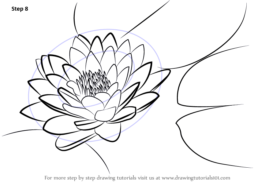 843x596 Learn How To Draw Lily Pad (Lily) Step By Step Drawing Tutorials