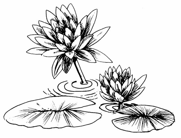 600x457 Lily Pad, Photo Of Lily Pad Coloring Page Koi, Ponds, Flowers