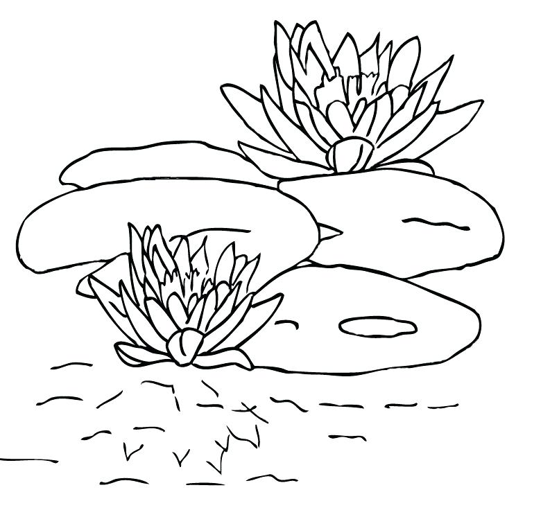 793x759 Lily Pad Dot To Dot Coloring Page Lily Pad Coloring Pages Free