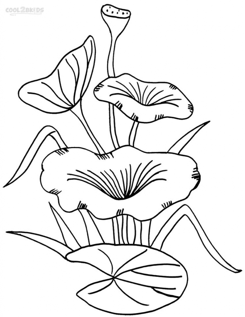 791x1024 Drawing Of A Lily Pad Printable Lily Pad Coloring Pages For Kids