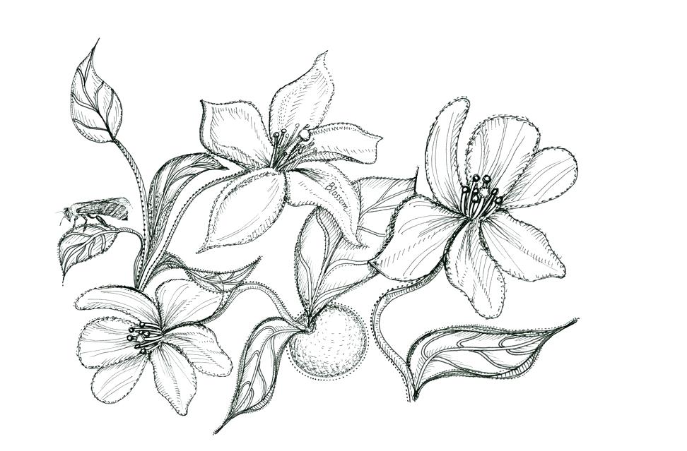 972x639 Orange Blossom Coloring Page Sendflare.co