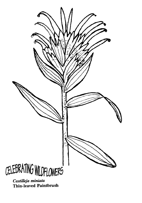 580x824 Indian Paintbrush Outline