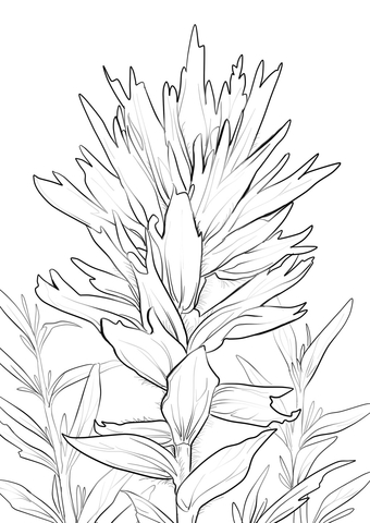 340x480 Wyoming Indian Paintbrush Coloring Page Free Printable Coloring