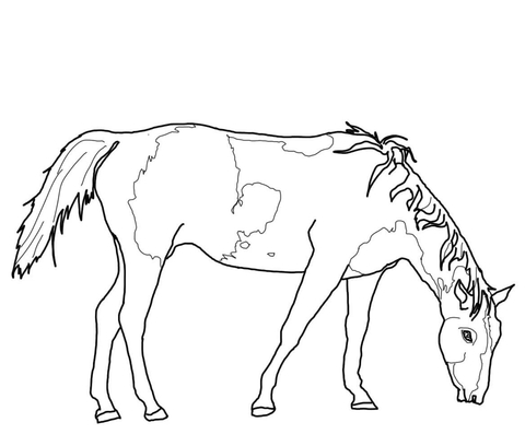 480x397 Paint Horse Grazing Coloring Page Free Printable Coloring Pages