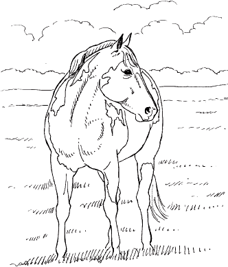 332x389 Project 12 Paint Horse