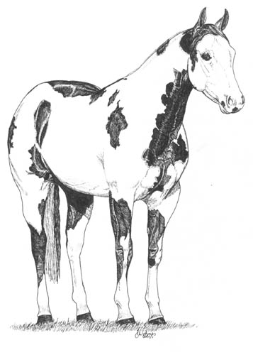 357x500 Twyla Brower Wehnes, Equine Artist