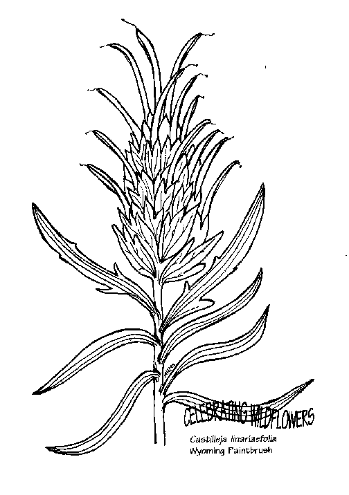 504x716 Umatilla National Forest Land