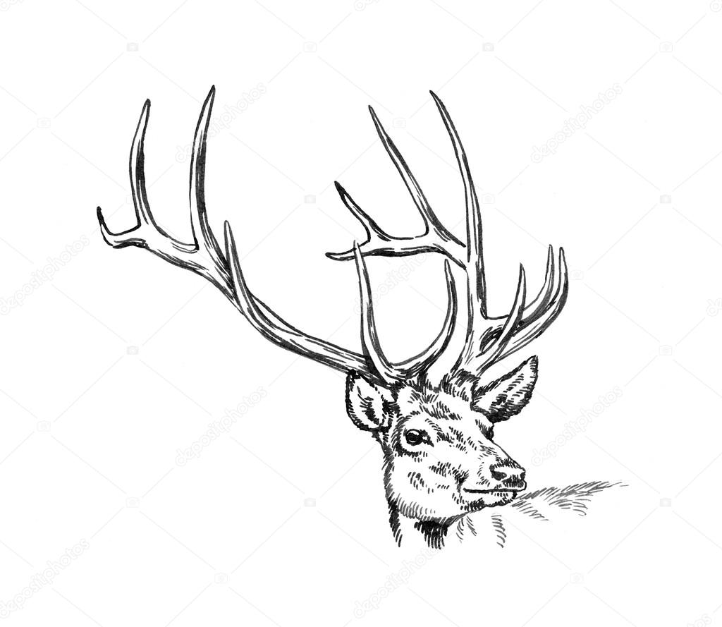 1024x889 Brush Painting Ink Draw Deer Illustration Stock Photo