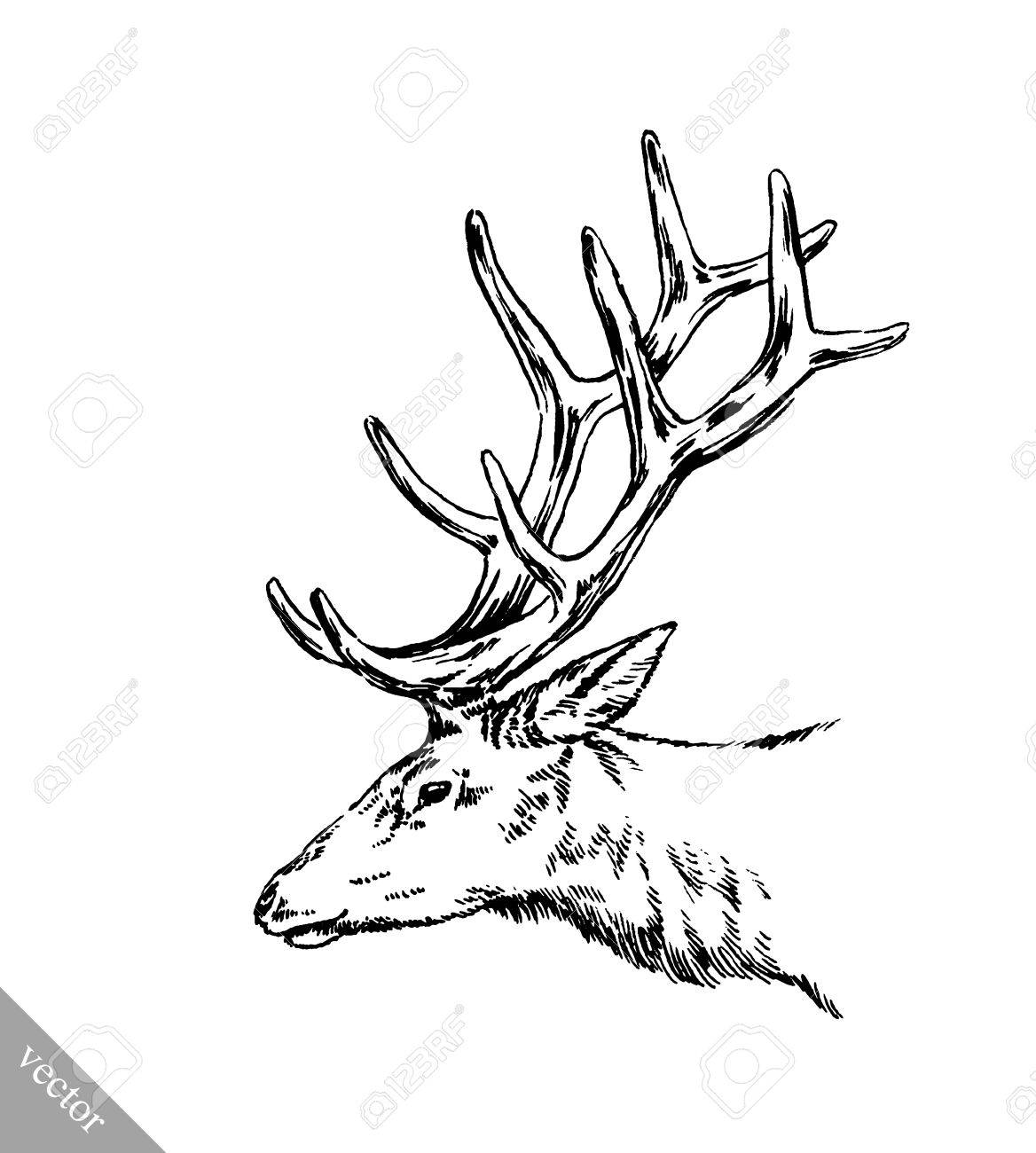 1168x1300 Black And White Brush Painting Vector Ink Draw Isolated Deer