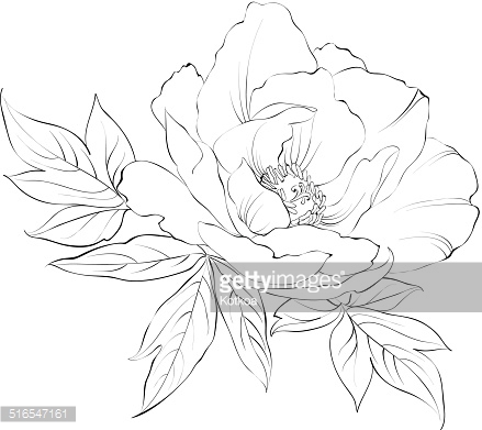439x391 Ink Painting Of Peony Isolated On White. Vector Illustration