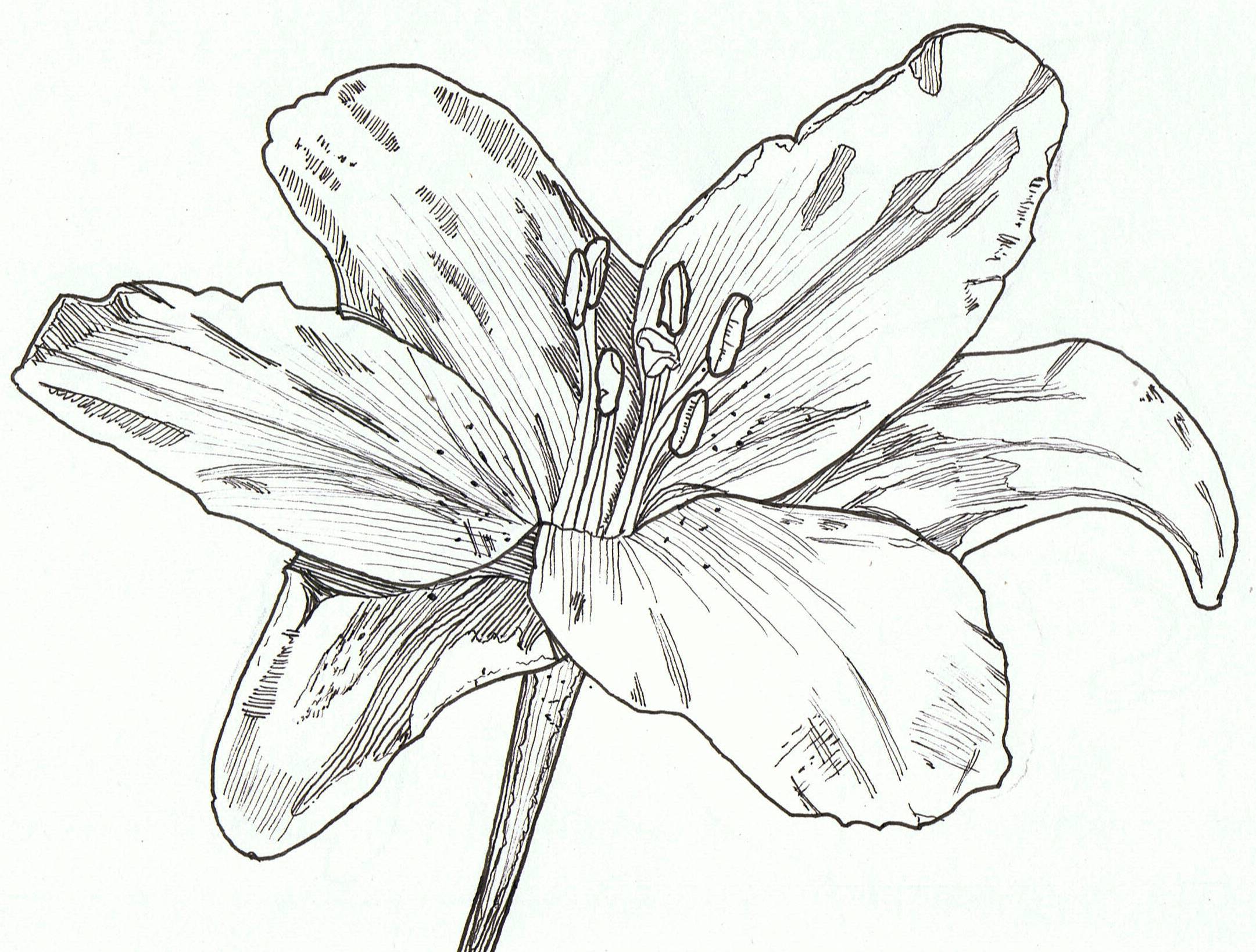 2161x1639 Lily, Pen Amp Ink Art Sketchbook Sketchbooks