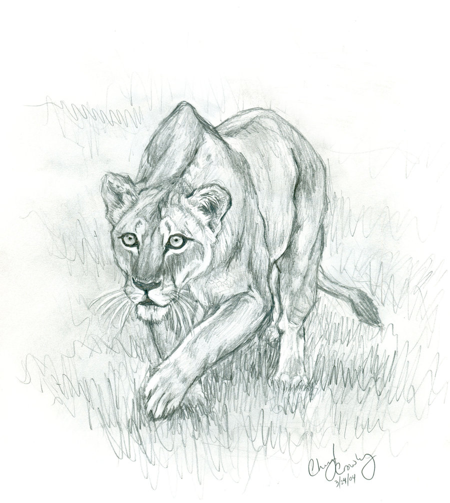 900x1007 Lioness By On @ Big Cats