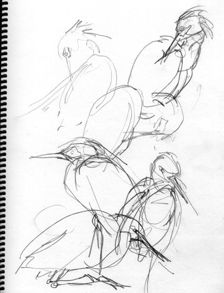 459x600 5 Steps To Better Bird Drawing Draw, Bird And Sketches