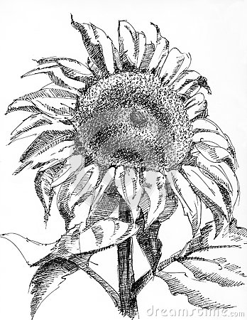 348x450 Sunflower Drawing
